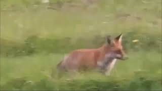Reineke beim mausen an der Feldkante abgepasst ...