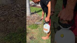 Non-toxic weed killer recipe