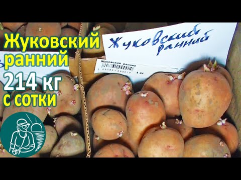 Жуковский ранний в жарком климате от посадки до урожая выращивание картофеля опыт гордеевых