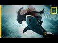 Shark Attacks and Community Reactions
