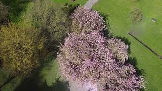 Cherry Blossoms in Friarwood Valley gardens, Pontefract 2024 | Drone footage