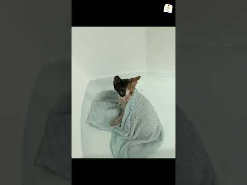 영하 8도의 추위에서 구조된 새끼 고양이의 첫 목욕