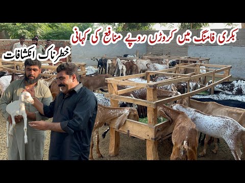 Goat Farming Business in Pakistan 2025 l Bakri Farming #goat #goatfarming #farming #business #farmer