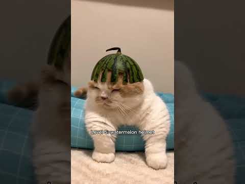 cats getting more protection ๐ก๏ธ #cat #funnycats #trending