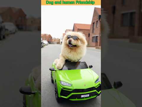 Dog And Human Friendship