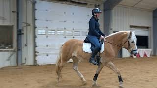 10 year old Registered Haflinger Mare for Sale - Lucy's Alexia WRF - Additional Flat Video