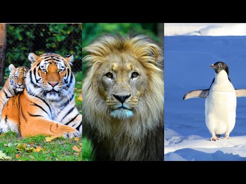 जानवरों के बारे में कुछ अनोखी बातें |Interesting Facts About Animals 🦁|