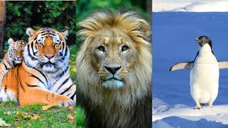 जानवरों के बारे में कुछ अनोखी बातें |Interesting Facts About Animals 🦁|