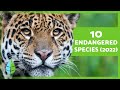 Threats to Endangered Species
