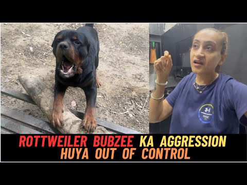 Rottweiler Bubzee Ka Aggression Kaise Control Mein Aayega ?? Hum Sab Huye Bohot Pareshaan