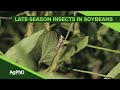 Insect Management in Soybean Fields
