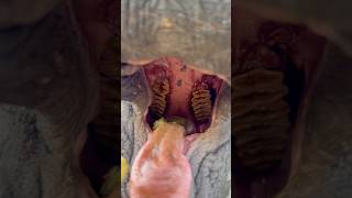 Elephant’s big mouth 👄🐘 #elephant #banana