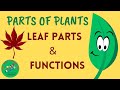 Plant Processes and Functions