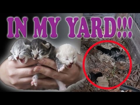 😱 FINDING NEWBORN KITTENS IN MY YARD! 🐱