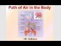 Respiratory System Concepts