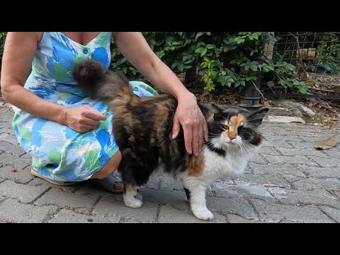 Pom pom the cat meows, purrs and says I love you