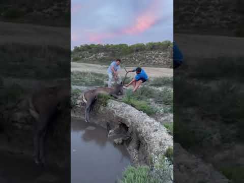 Un ciervo ahogándose rescatado por cazadores