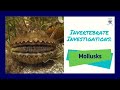 Mollusks: Characteristics and Ecological Roles