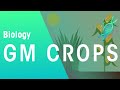 Exploring the Science of GM Crops