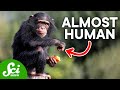 Understanding Human and Chimpanzee Genetic Differences