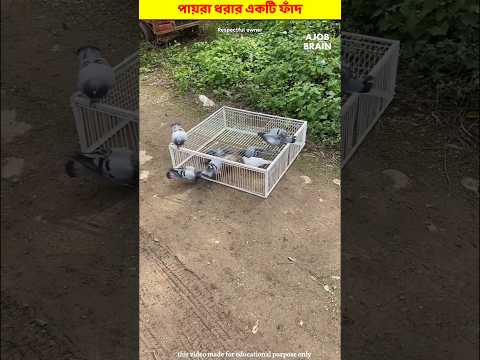 pigeon trap পায়রা ধরার একটি অতুলনীয় ফাঁদ #factsshortsviral