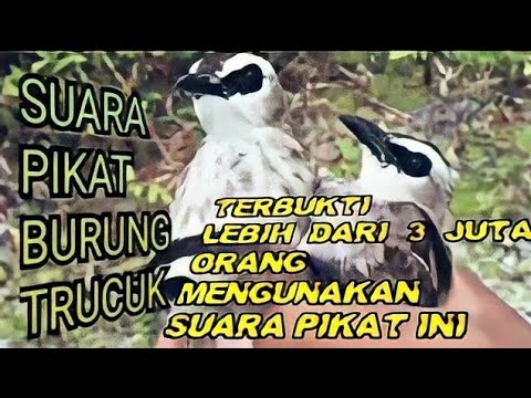 SUARA PIKAT BURUNG TRUCUK (TRUCUKAN + Burci RIBUT) Bird trap sound
