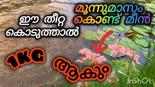 കൂരിവാള മീന് നല്ല രുചിയും തൂക്കം വരാൻ തീറ്റ ഇങ്ങനെ വേണം കൊടുക്കാൻ. Pangasius fish farming,Assam Vala