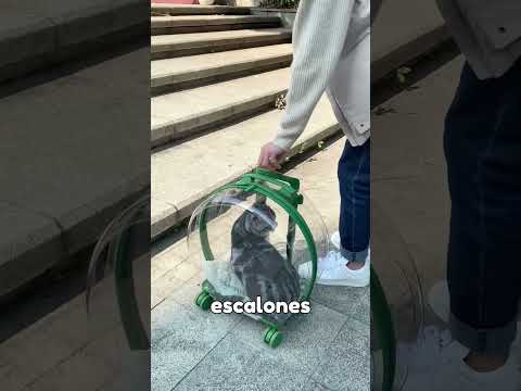 Así se lleva aun gato al veterinario