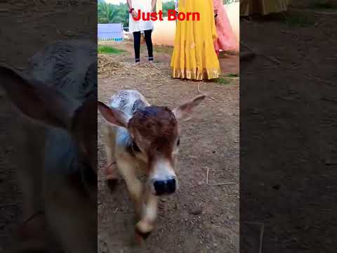 Just Born #Srikrishna Little Calf # Smallest Calf # Just 10inc height #Miniature Punganuru