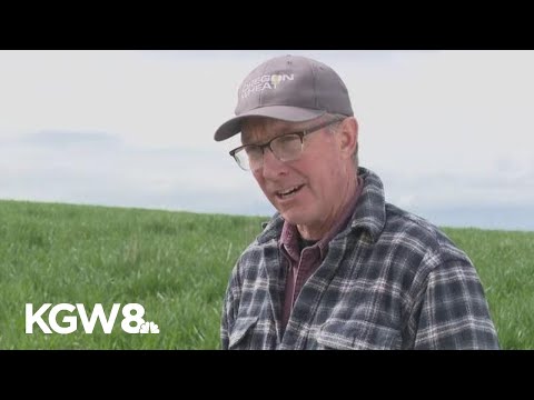 YouTube video thumbnail: Fresh From Oregon: Inside Oregon's Wheat Farms Supplying Food Around the World