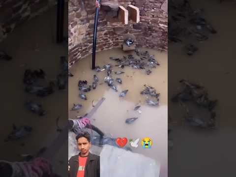 kabootar ki video 😭💔🕊️#pigeon #birds #animals #pets #attitude#pigens #bird #kabootar#pyra