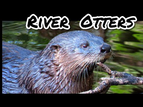 River Otter Documentary