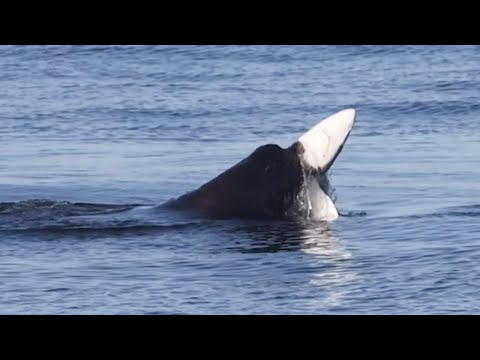 Top 6 Shark Hunt Fails (Seal Rips Throat Out & More) | World Wild Web