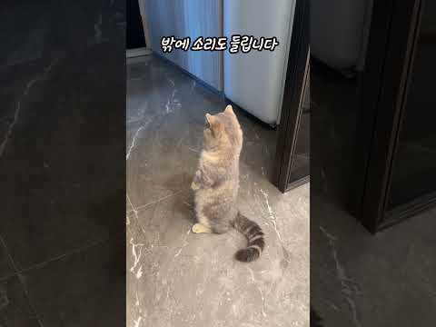 [귀여운 동물들] - 집사를 기다리는 고양이, 빨리 보고 싶은 걸까요?