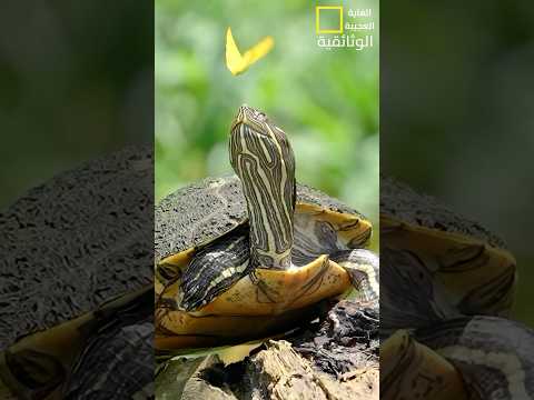 غراب يأكل عيدان البطاطس #shortsvideo #حيوانات #animals😮🤔🦅🐕🐦‍⬛🦋🐢🦟