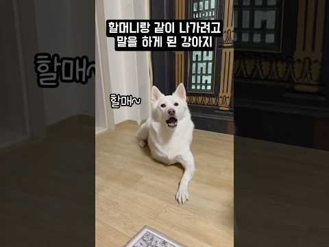 할머니랑 같이 나가려고 말을 하게 된 강아지 #shorts
