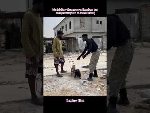 Pria ini diam-diam mencuri kambing dan  menyembunyikan di dalam lubang #shorts #film #movie