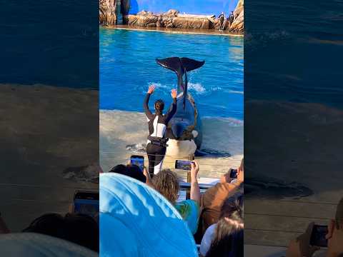 Orca Killer Whale acts exactly as the trainer instructs ๐ณ #shorts #funny #viral #trending #travel