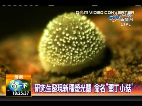 小菇夜間發出綠螢光 - YouTube