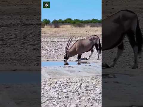 شاهد لحظة شرب الماء كيف يوزن قرونه