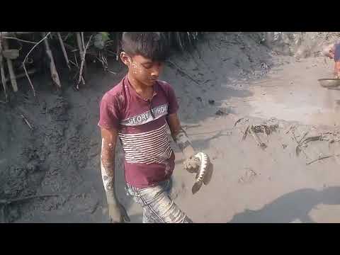 Amazing Boy Catching Big Catfish In Mud Water   #Hand Fishing For Catfish Part   02