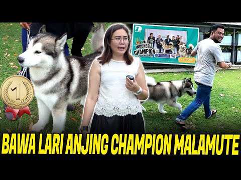 BAWA LARI TOP ANJING ALASKAN MALAMUTE SAMPE NGOSNGOSAN