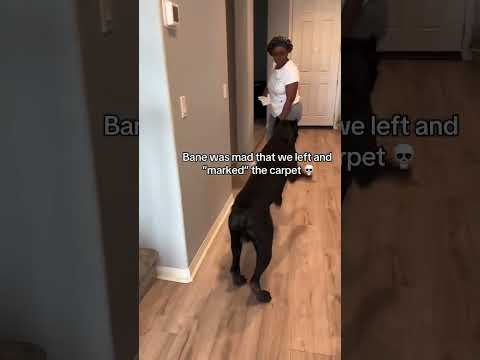 He thinks I can’t see him 💀 #raisingbane #bigdogs #Funnydogvideos