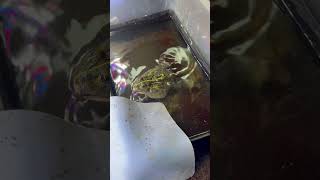 #fyp #pets #frog #shorts #animals #funny #music #new #cute #trendingshorts #viral #explore