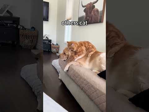 other's cat vs my cat #cat