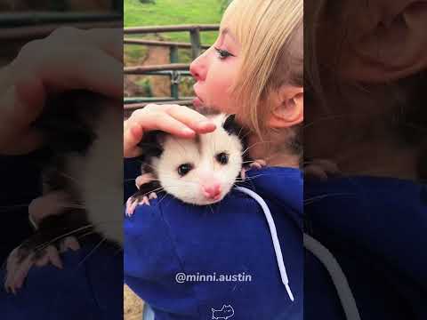 Super cute opossum.#opossum #possum #animals #funnyanimals