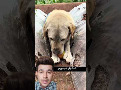 ਕੁੱਤਾ ਚੋਰ