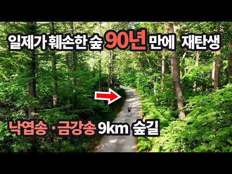 🛑드디어 9km 금강송 낙엽송 숲길 복원🛑정체불명의 고대 사원 ? 진실알고 충격!