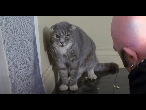 Jackson Told Owner To Take Her Scottish Fold Cat To VET ASAP | My Cat From Hell | Animal Planet