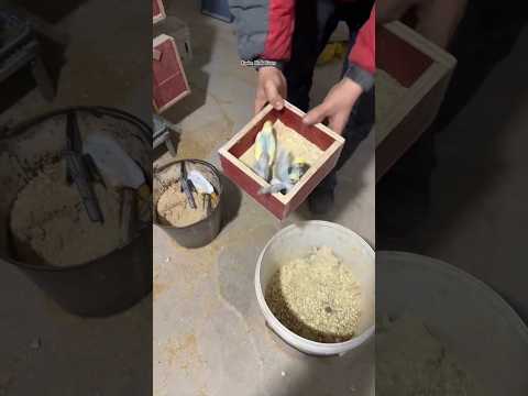 Sharing bird raising experience, Xuanxia parrot, bird nest, bird cage, bird equipment, bird raising